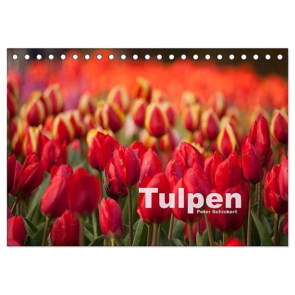 Tulpen (Tischkalender 2024 DIN A5 quer), CALVENDO Monatskalender, Peter Schickert