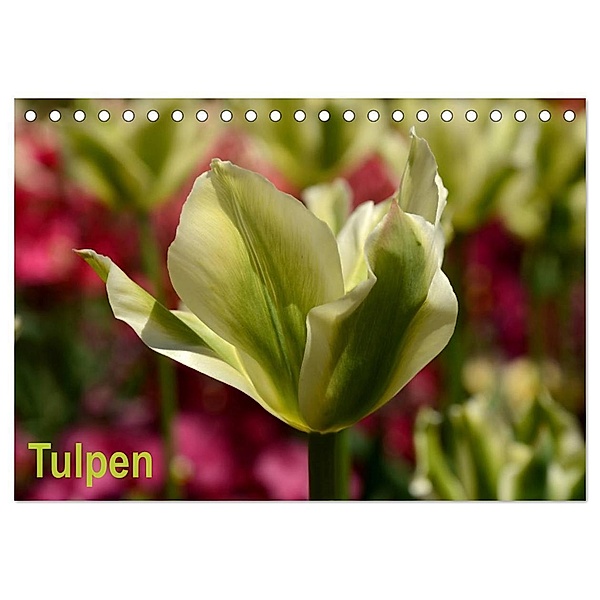 Tulpen (Tischkalender 2024 DIN A5 quer), CALVENDO Monatskalender, Willi Haas