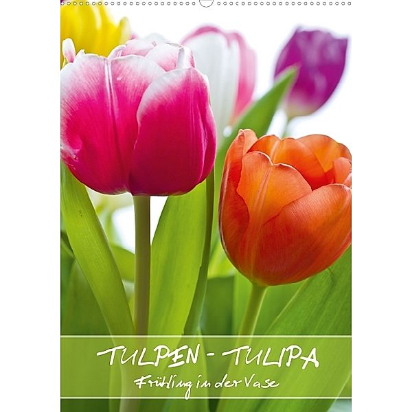 Tulpen - Tulipa (Posterbuch DIN A2 hoch), Gerd Evermann