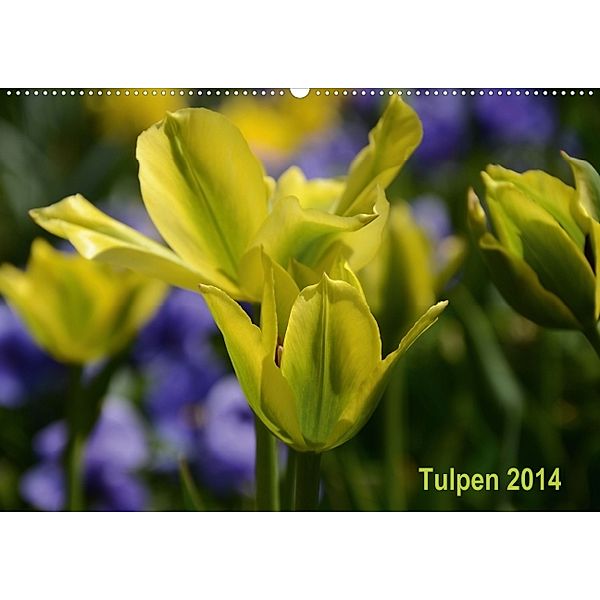 Tulpen (Wandkalender 2014 DIN A3 quer), Willi Haas