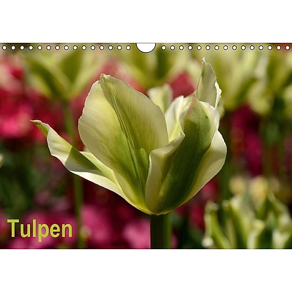 Tulpen (Wandkalender 2014 DIN A4 quer), Willi Haas