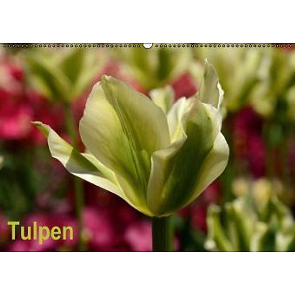 Tulpen (Wandkalender 2015 DIN A2 quer), Willi Haas