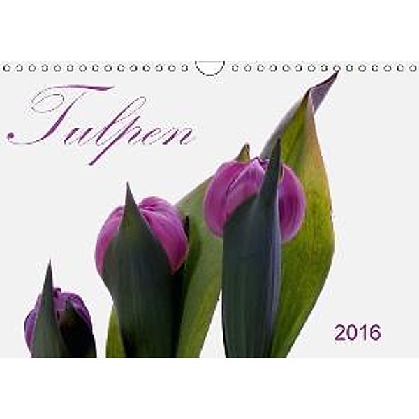 Tulpen (Wandkalender 2016 DIN A4 quer), SchnelleWelten