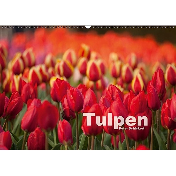 Tulpen (Wandkalender 2017 DIN A2 quer), Peter Schickert