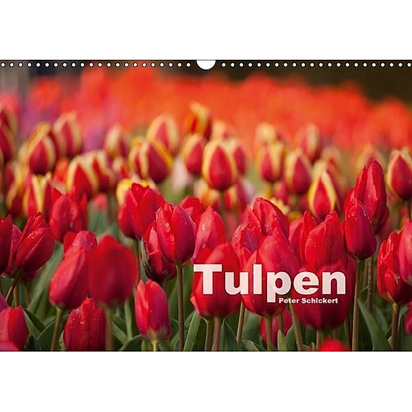 Tulpen (Wandkalender 2017 DIN A3 quer), Peter Schickert