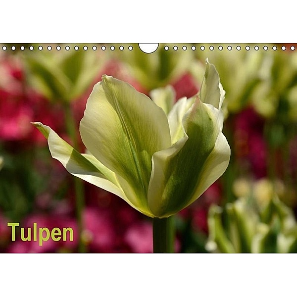 Tulpen (Wandkalender 2017 DIN A4 quer), Willi Haas