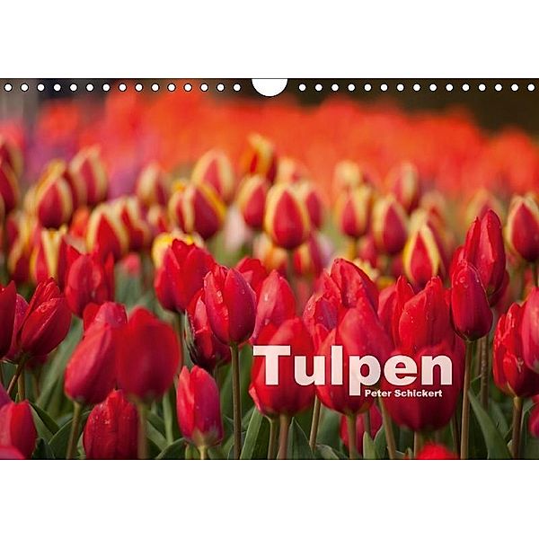 Tulpen (Wandkalender 2017 DIN A4 quer), Peter Schickert