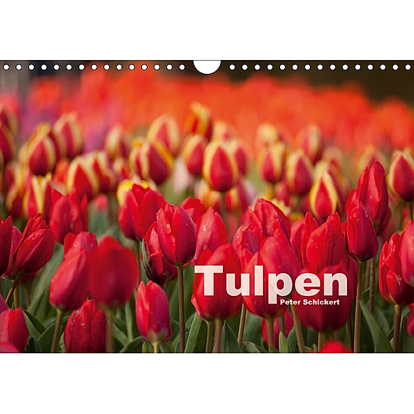 Tulpen (Wandkalender 2018 DIN A4 quer) Dieser erfolgreiche Kalender wurde dieses Jahr mit gleichen Bildern und aktualisi, Peter Schickert