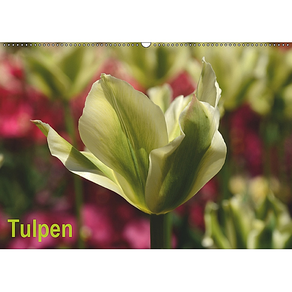 Tulpen (Wandkalender 2019 DIN A2 quer), Willi Haas