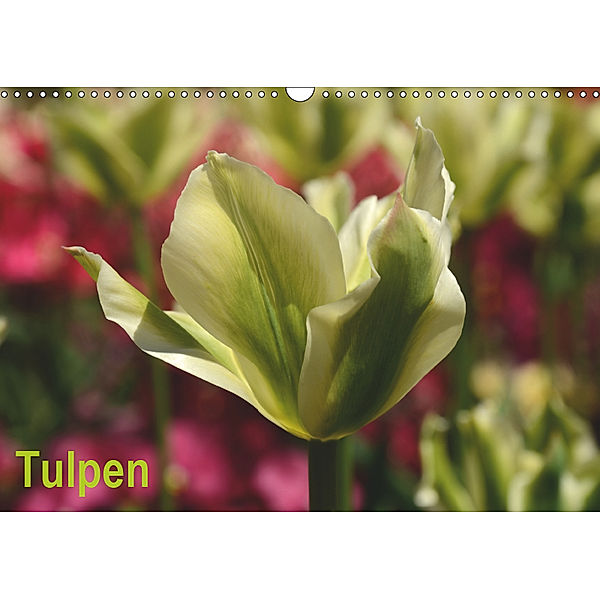 Tulpen (Wandkalender 2019 DIN A3 quer), Willi Haas