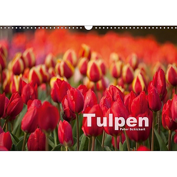 Tulpen (Wandkalender 2021 DIN A3 quer), Peter Schickert
