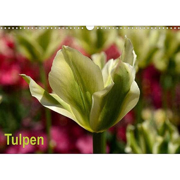 Tulpen (Wandkalender 2022 DIN A3 quer), Willi Haas