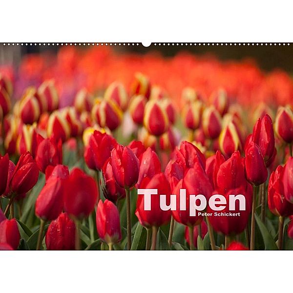 Tulpen (Wandkalender 2023 DIN A2 quer), Peter Schickert