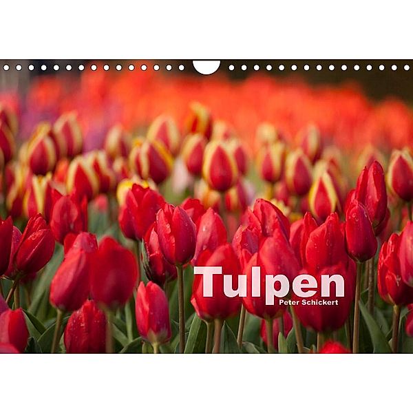 Tulpen (Wandkalender 2023 DIN A4 quer), Peter Schickert