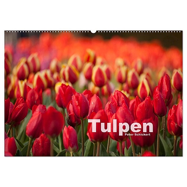 Tulpen (Wandkalender 2024 DIN A2 quer), CALVENDO Monatskalender, Peter Schickert