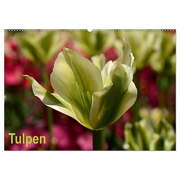 Tulpen (Wandkalender 2024 DIN A2 quer), CALVENDO Monatskalender, Willi Haas