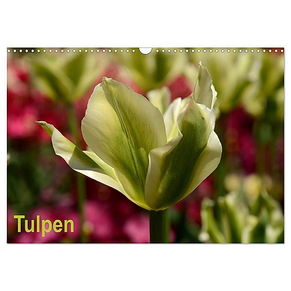 Tulpen (Wandkalender 2024 DIN A3 quer), CALVENDO Monatskalender, Willi Haas
