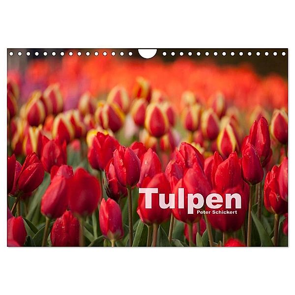 Tulpen (Wandkalender 2024 DIN A4 quer), CALVENDO Monatskalender, Peter Schickert