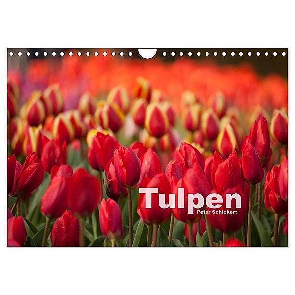 Tulpen (Wandkalender 2024 DIN A4 quer), CALVENDO Monatskalender, Peter Schickert