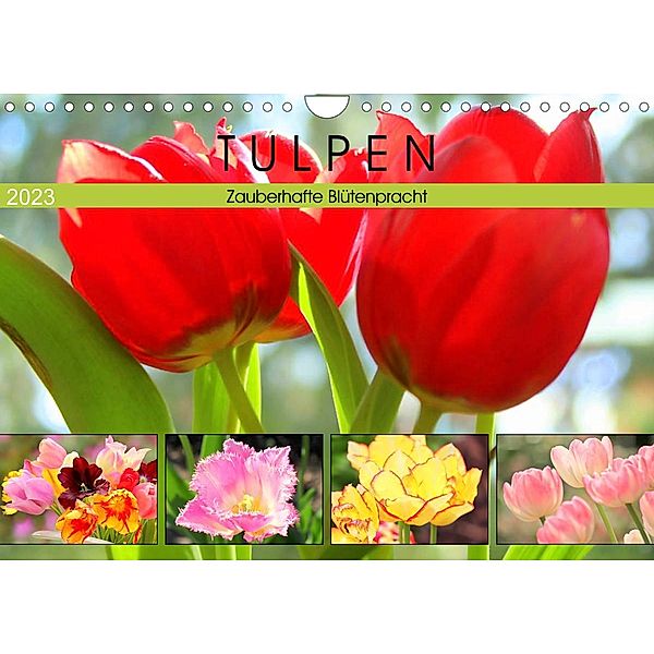 Tulpen. Zauberhafte Blütenpracht (Wandkalender 2023 DIN A4 quer), Rose Hurley