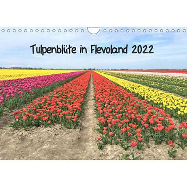 Tulpenblüte in Flevoland 2022 (Wandkalender 2022 DIN A4 quer), Christine Konkel