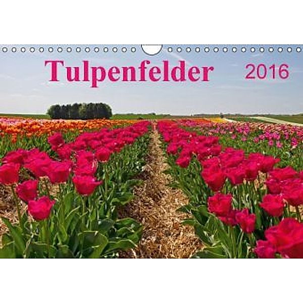 Tulpenfelder 2016 (Wandkalender 2016 DIN A4 quer), Liane Nagel
