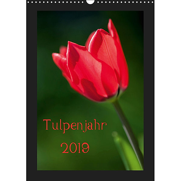 Tulpenjahr (Wandkalender 2019 DIN A3 hoch), Reinhard Müller