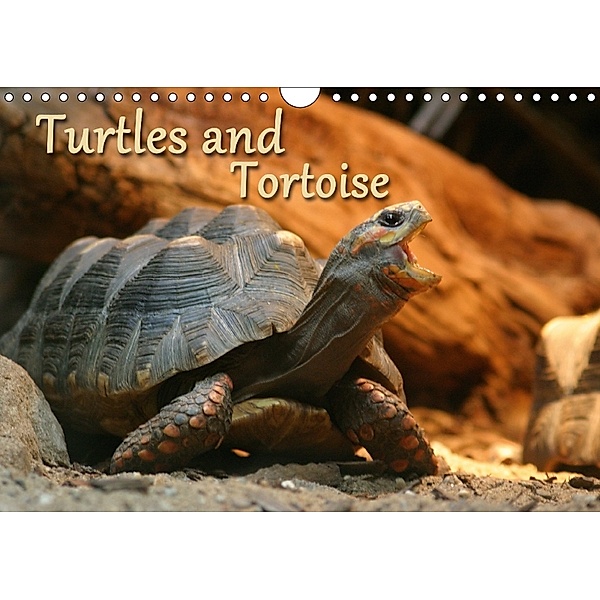Turtles and Tortoise / UK-Version (Wall Calendar 2018 DIN A4 Landscape), Barbara Mielewczyk