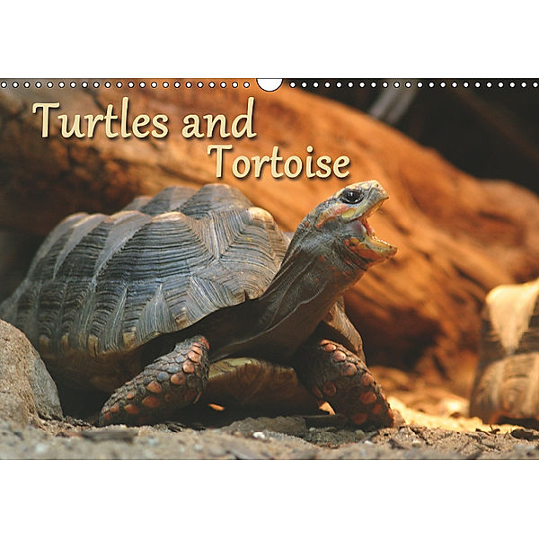 Turtles and Tortoise / UK-Version (Wall Calendar 2019 DIN A3 Landscape), Barbara Mielewczyk