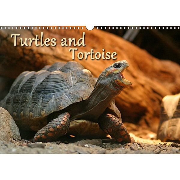 Turtles and Tortoise / UK-Version (Wall Calendar 2023 DIN A3 Landscape), Barbara Mielewczyk