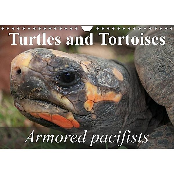 Turtles and Tortoises - Armored pacifists (Wall Calendar 2023 DIN A4 Landscape), Elisabeth Stanzer