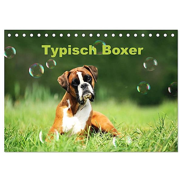 Typisch Boxer (Tischkalender 2024 DIN A5 quer), CALVENDO Monatskalender, Yvonne Janetzek