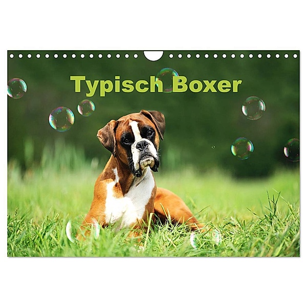 Typisch Boxer (Wandkalender 2024 DIN A4 quer), CALVENDO Monatskalender, Yvonne Janetzek