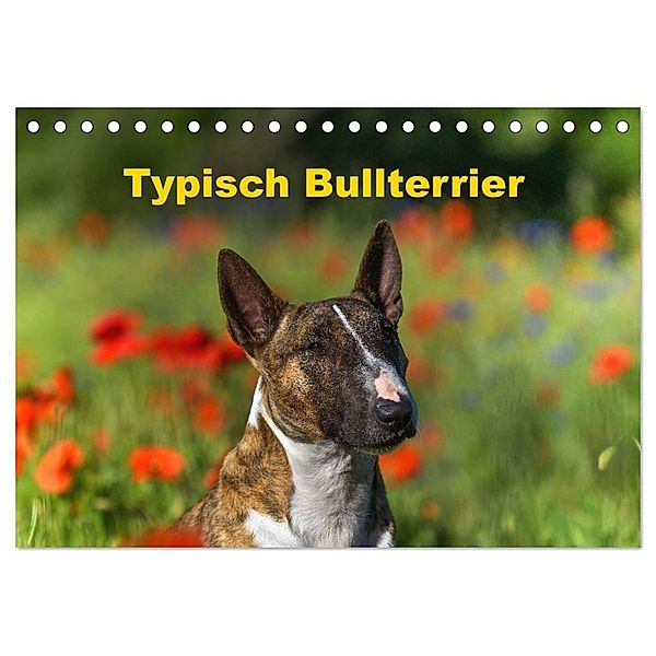 Typisch Bullterrier (Tischkalender 2024 DIN A5 quer), CALVENDO Monatskalender, Yvonne Janetzek