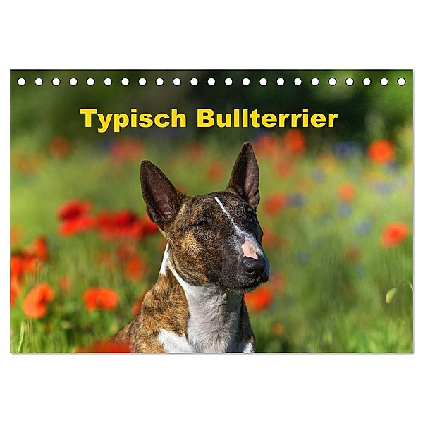 Typisch Bullterrier (Tischkalender 2025 DIN A5 quer), CALVENDO Monatskalender, Calvendo, Yvonne Janetzek