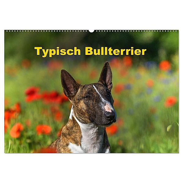 Typisch Bullterrier (Wandkalender 2024 DIN A2 quer), CALVENDO Monatskalender, Yvonne Janetzek