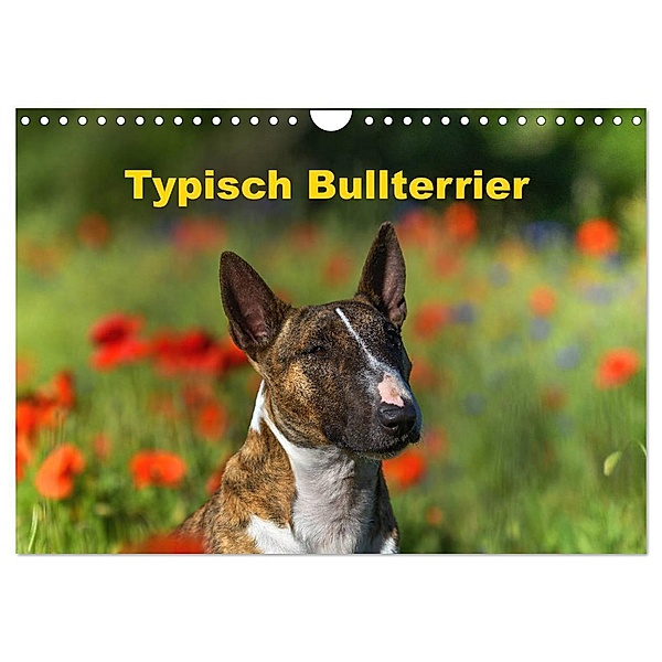 Typisch Bullterrier (Wandkalender 2024 DIN A4 quer), CALVENDO Monatskalender, Yvonne Janetzek