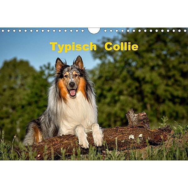 Typisch Collie (Wandkalender 2021 DIN A4 quer), Yvonne Janetzek