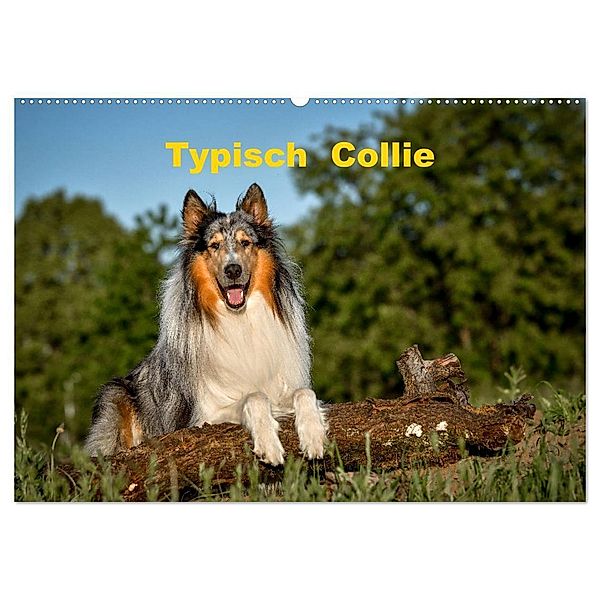 Typisch Collie (Wandkalender 2024 DIN A2 quer), CALVENDO Monatskalender, Yvonne Janetzek