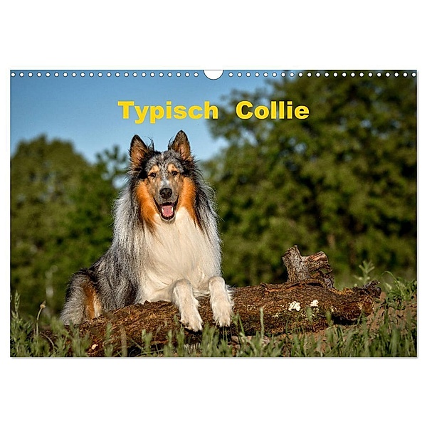 Typisch Collie (Wandkalender 2024 DIN A3 quer), CALVENDO Monatskalender, Yvonne Janetzek