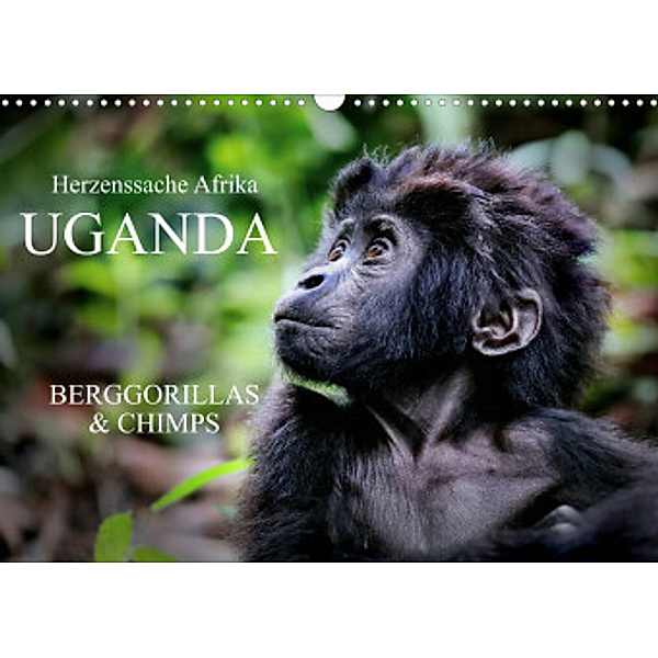 UGANDA - Berggorillas & Chimps (Wandkalender 2022 DIN A3 quer), Wibke Woyke
