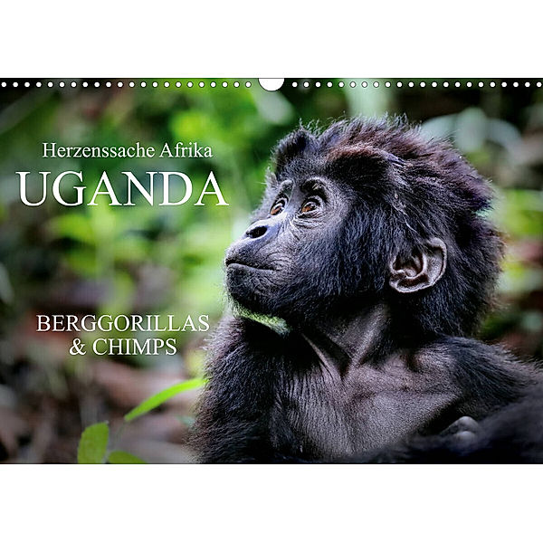 UGANDA - Berggorillas & Chimps (Wandkalender 2023 DIN A3 quer), Wibke Woyke