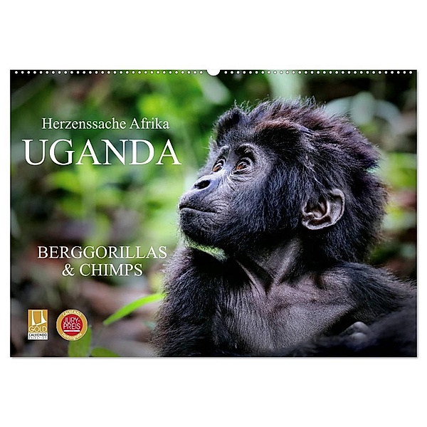 UGANDA - Berggorillas & Chimps (Wandkalender 2025 DIN A2 quer), CALVENDO Monatskalender, Calvendo, Wibke Woyke