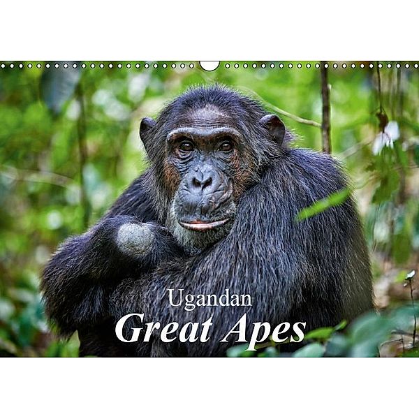 Ugandan Great Apes (Wall Calendar 2019 DIN A3 Landscape), Juergen Ritterbach