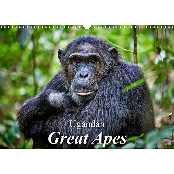 Ugandan Great Apes (Wall Calendar 2023 DIN A3 Landscape), Juergen Ritterbach