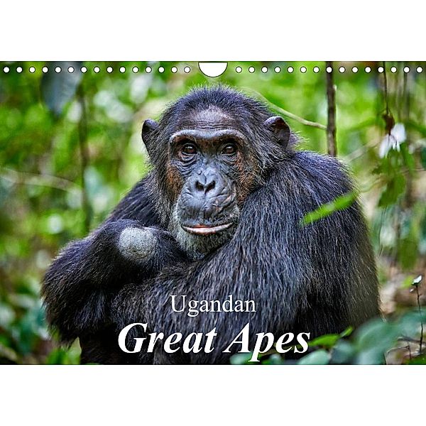 Ugandan Great Apes (Wall Calendar 2023 DIN A4 Landscape), Juergen Ritterbach