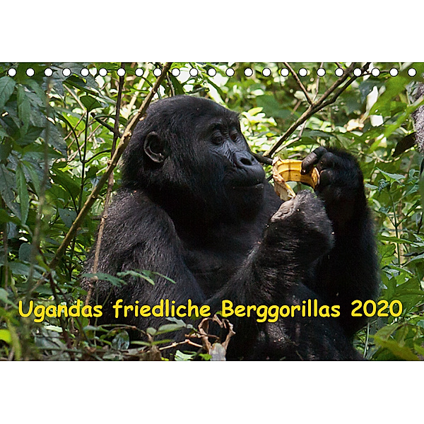 Ugandas friedliche Berggorillas (Tischkalender 2020 DIN A5 quer), Johanna Krause