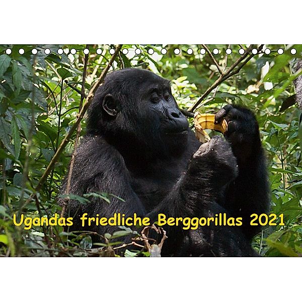 Ugandas friedliche Berggorillas (Tischkalender 2021 DIN A5 quer), Johanna Krause