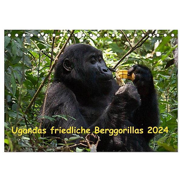 Ugandas friedliche Berggorillas (Tischkalender 2024 DIN A5 quer), CALVENDO Monatskalender, Johanna Krause