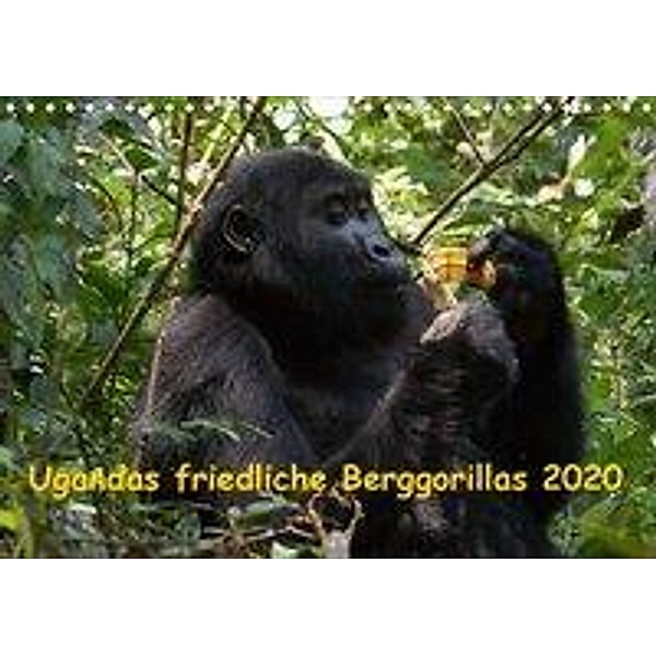Ugandas friedliche Berggorillas (Wandkalender 2020 DIN A4 quer), Johanna Krause
